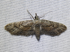 Eupithecia longidens