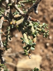 Tetraena