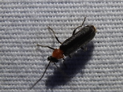 Ditemnus perforatus