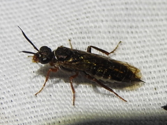 Xyelidae
