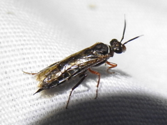 Xyelidae