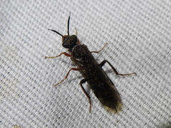 Xyelidae
