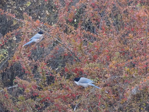 Azure-winged Magpie