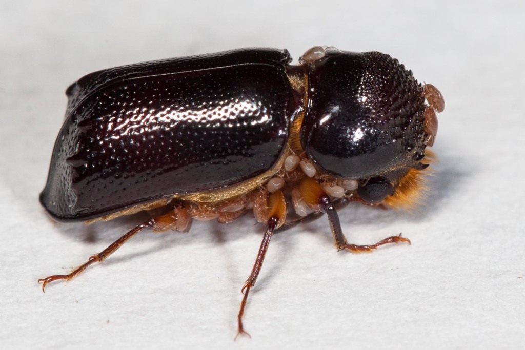 Xylothrips religiosus