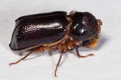 Xylothrips religiosus