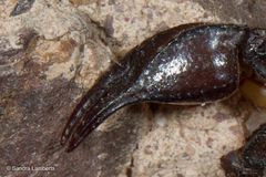 Euscorpius