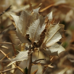 Hecastocleis shockleyi