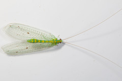 Apochrysa montrouzieri