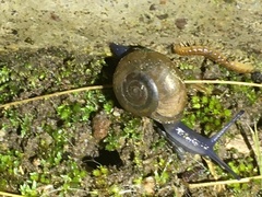 Oxychilus draparnaudi