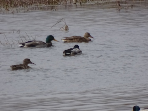 Mallard