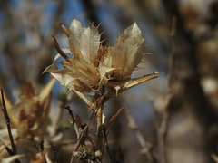 Hecastocleis shockleyi
