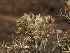 Hecastocleis shockleyi