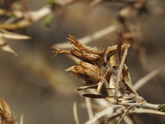 Hecastocleis shockleyi