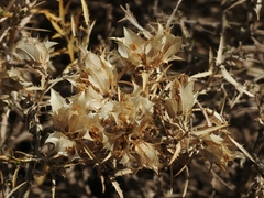 Hecastocleis shockleyi