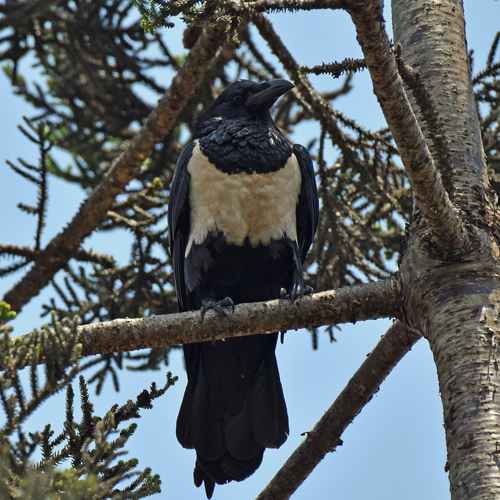 Pied Crow