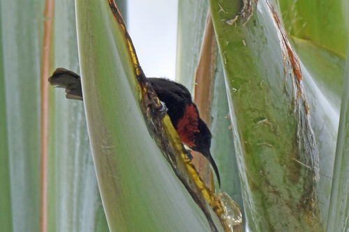 Scarlet-chested Sunbird