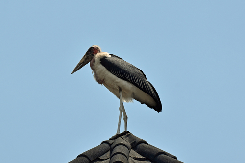 Marabou Stork