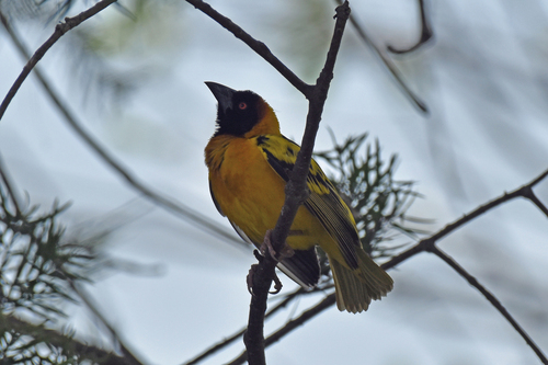 Village Weaver