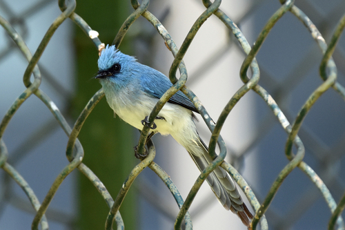 African Blue Flycatcher
