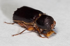 Xylothrips religiosus