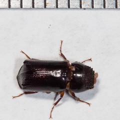 Xylothrips religiosus