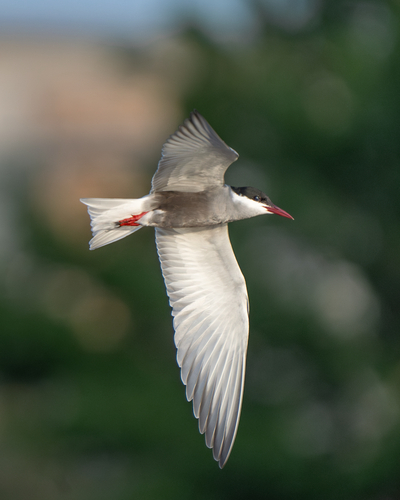 iNaturalist: (c) George Oosthuzien, some rights reserved (CC BY-NC), uploaded by George Oosthuzien iNaturalist image