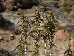 Brickellia longifolia multiflora