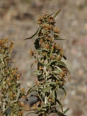 Brickellia longifolia multiflora