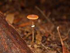 Conocybe filaris