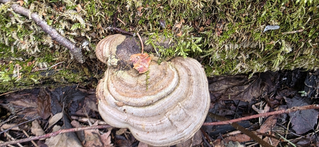 Ganoderma applanatum · April 2026 · photo: © torni77 (iNaturalist, cc-by)