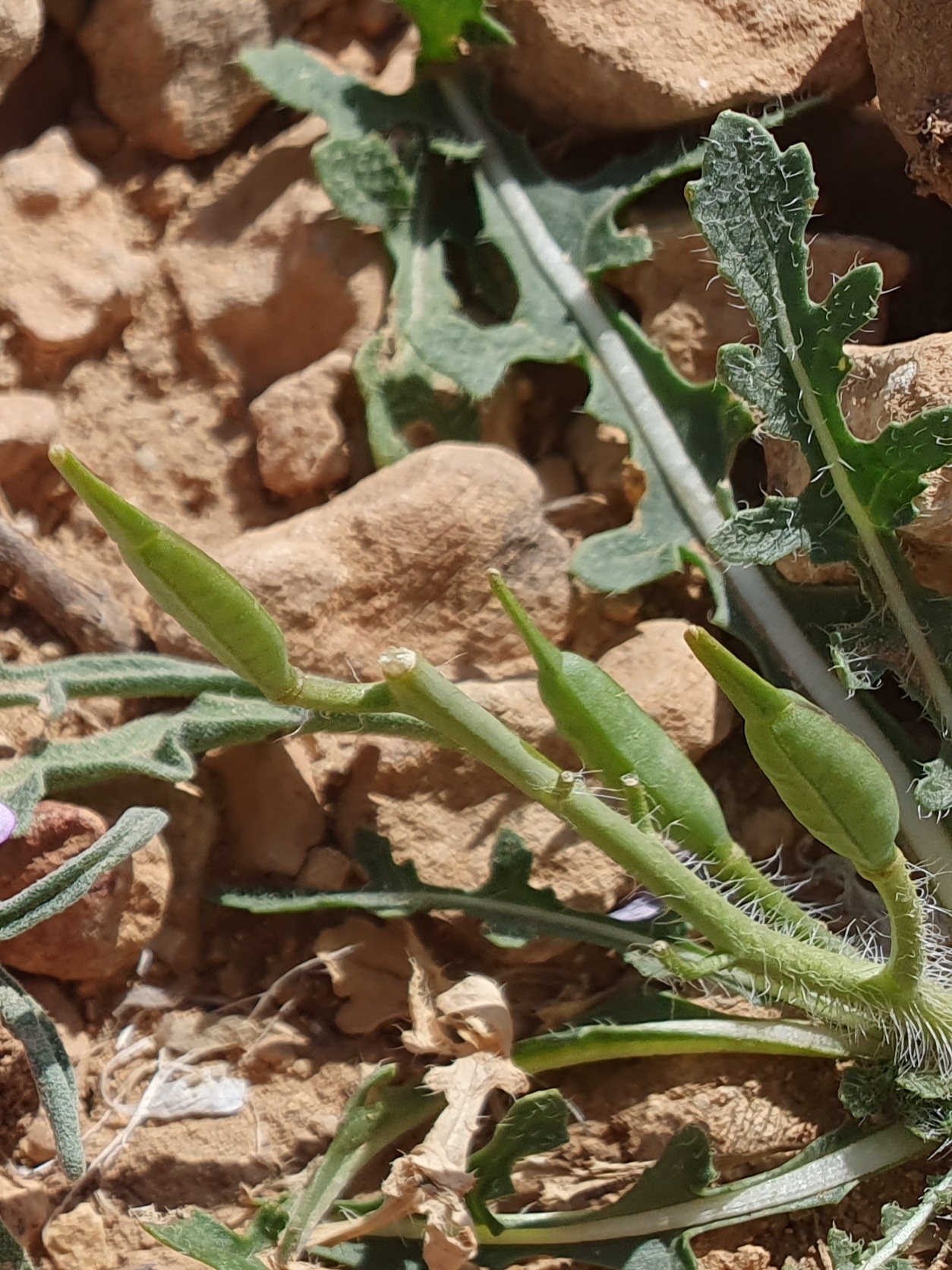 Common Rocket (Eruca pinnatifida)