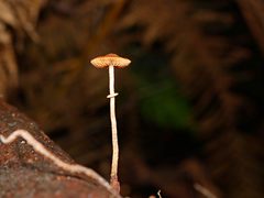 Conocybe filaris