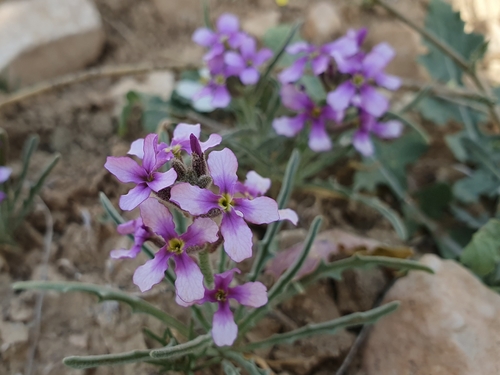 Sad Stock (Matthiola fruticulosa)