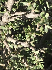 Zygophyllum