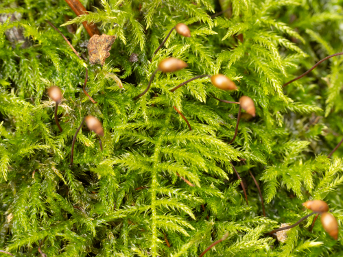Sciuro-hypnum reflexum observed 2026-04-02