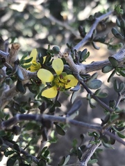 Zygophyllum