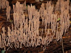 Artomyces austropiperatus