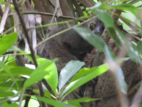 Nosy Be Sportive Lemur