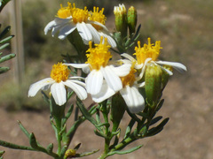 Thymophylla concinna