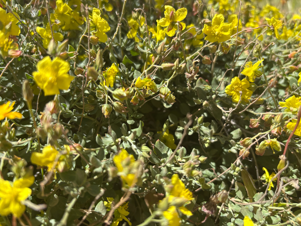 Helianthemum canariense; photograph (c) Scott Cave, some rights reserved (CC BY)