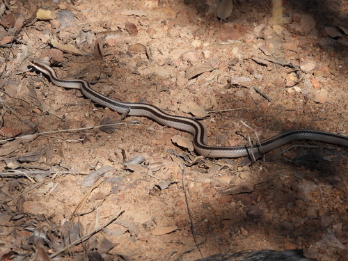 Mountain Patch-nosed Snake