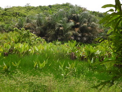 (c) amantedarmanin, some rights reserved (CC BY) Typhonodorum lindleyanum, photograph (c) amantedarmanin, some rights reserved (CC BY)