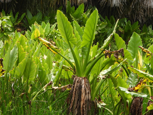 Water Banana (Typhonodorum lindleyanum)