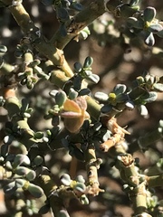 Tetraena chrysopteros