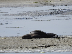 Arctocephalus pusillus pusillus