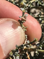 Tetraena chrysopteros