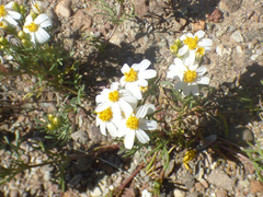 Thymophylla concinna