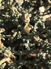 Tetraena chrysopteros