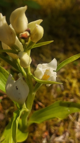 white helleborine (Cephalanthera damasonium)