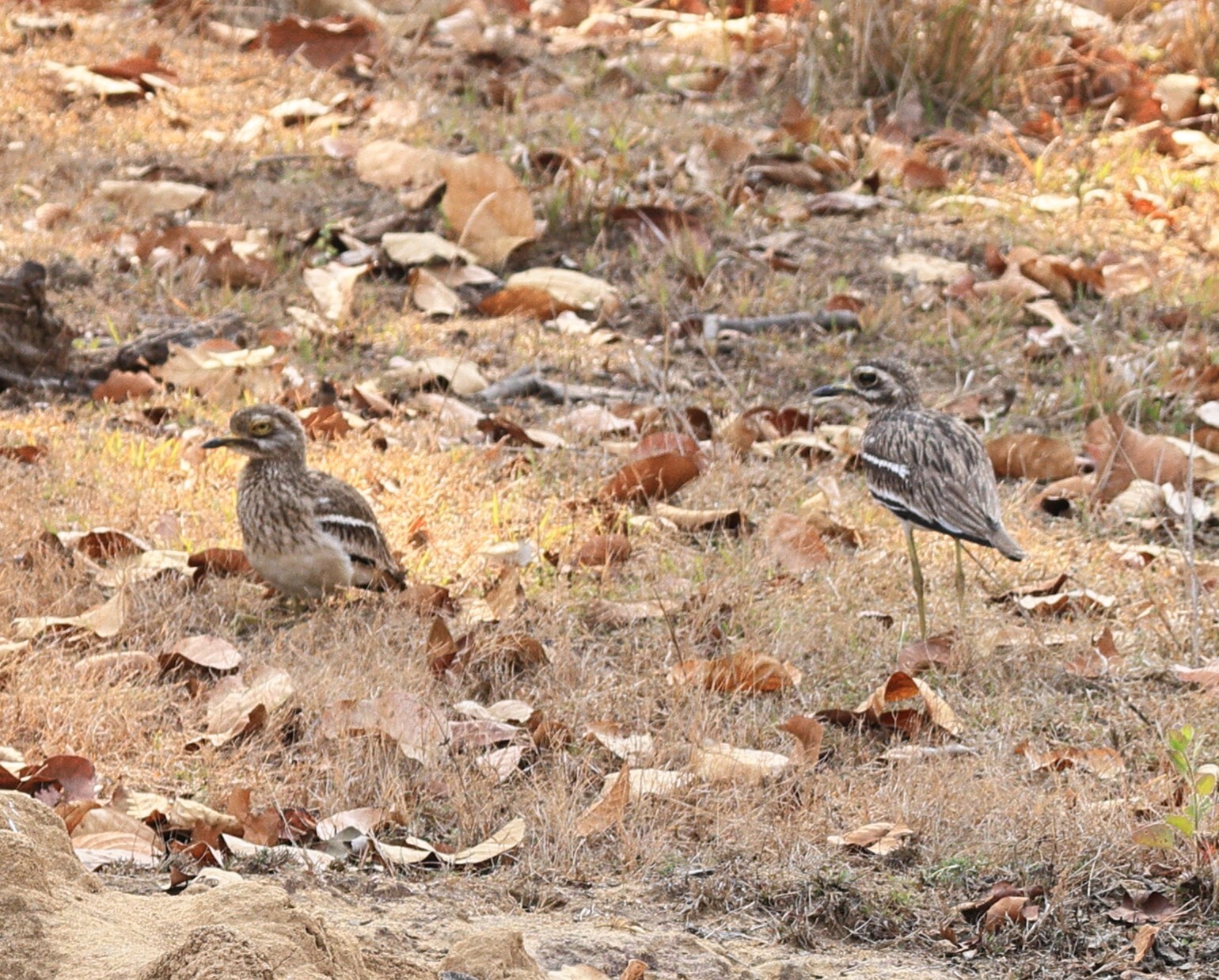 Indian Stone-curlew (Burhinus indicus), photo 5